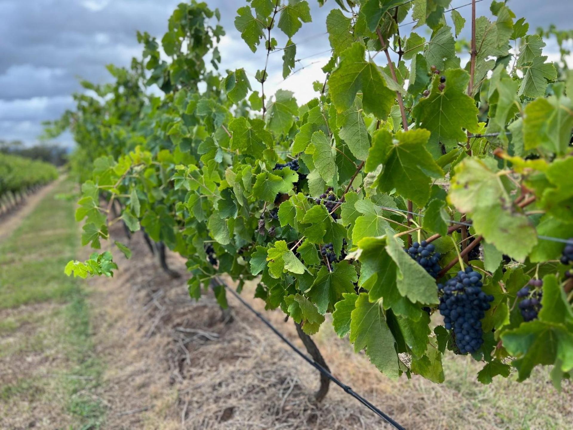 Bracken Ridge Vineyard The Entire Estate Villa Rothbury Buitenkant foto