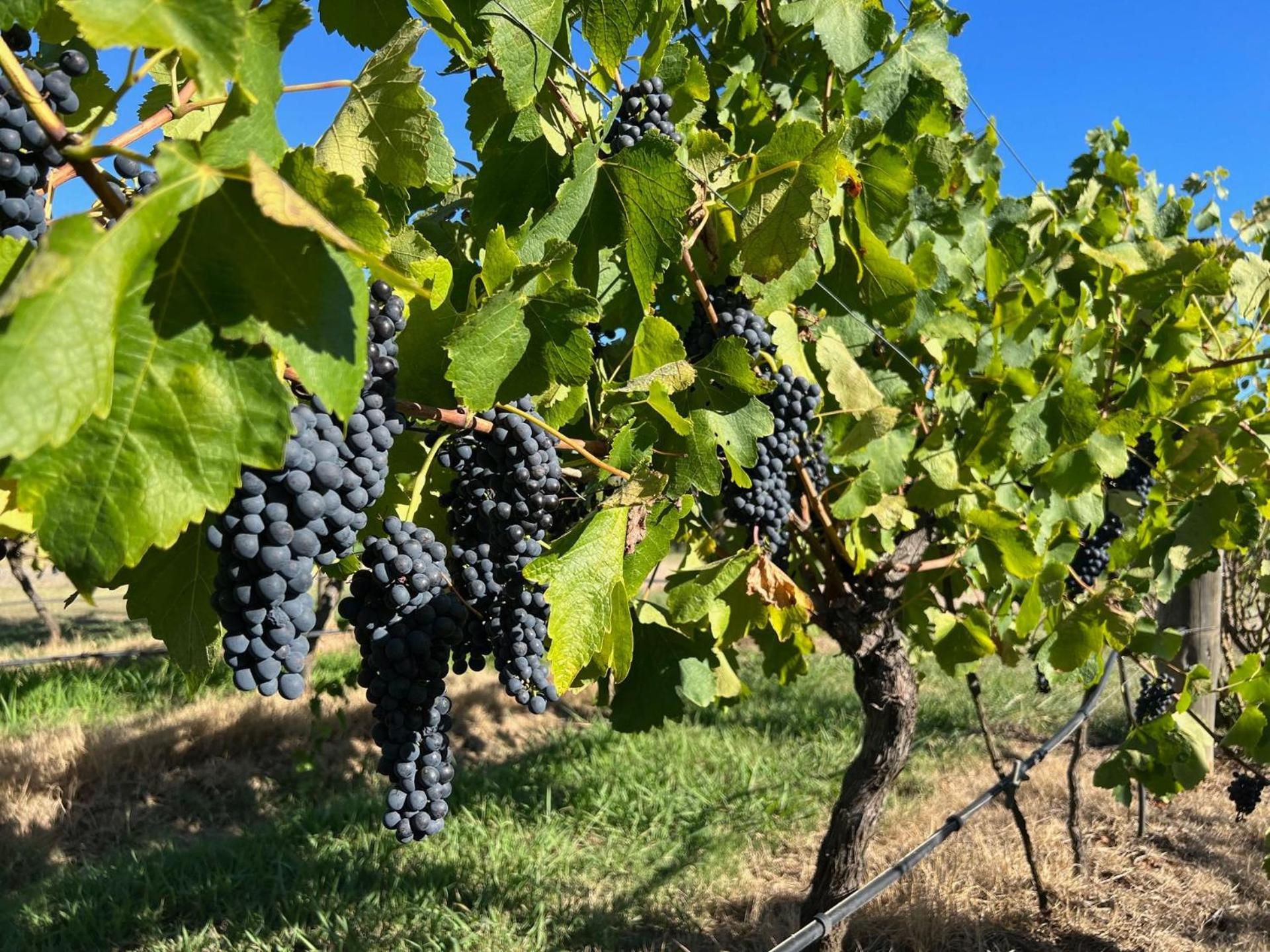 Bracken Ridge Vineyard The Entire Estate Villa Rothbury Buitenkant foto