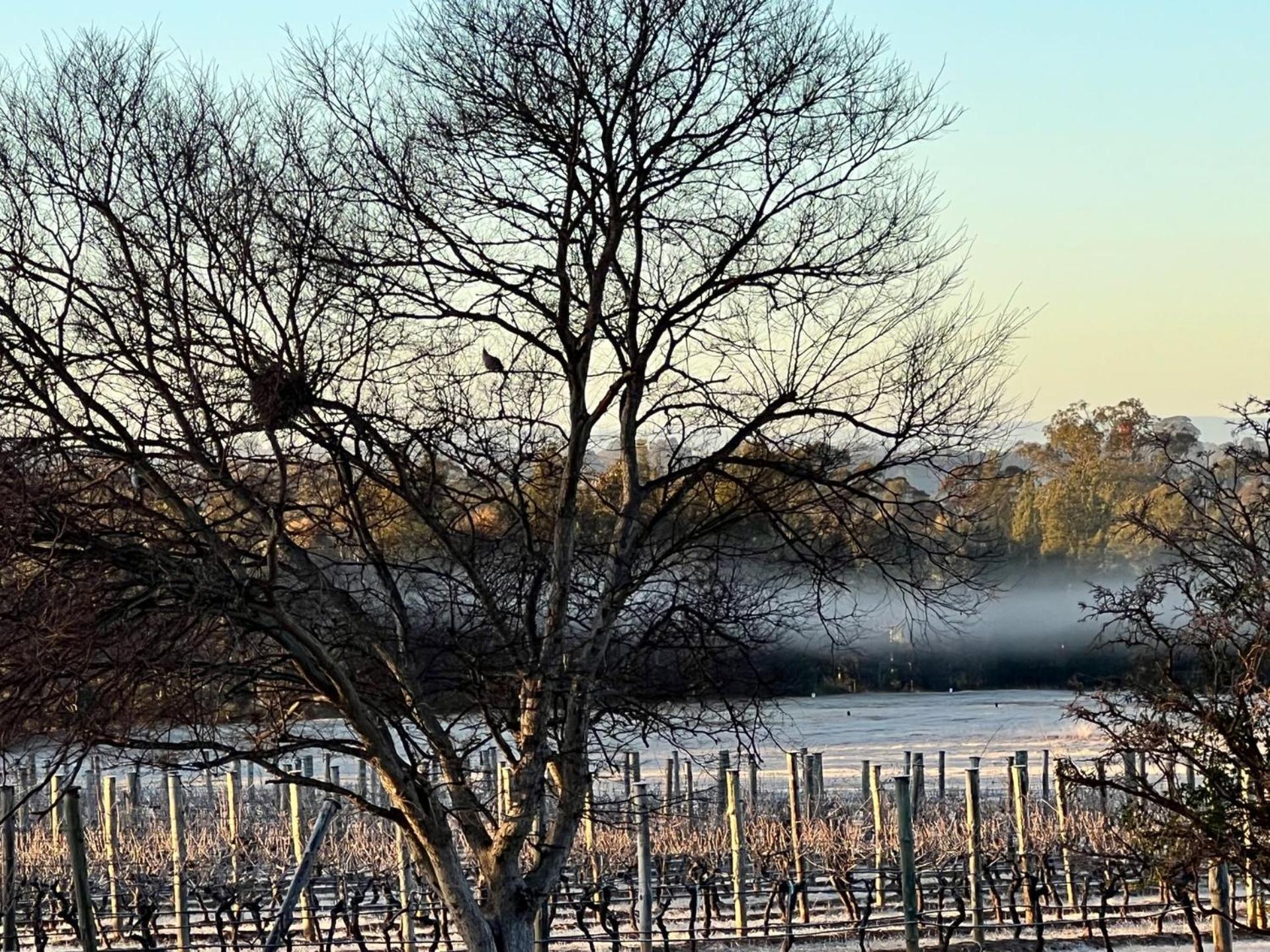 Bracken Ridge Vineyard The Entire Estate Villa Rothbury Buitenkant foto